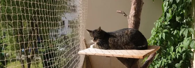 Montajul plasei pentru pisici pe balcon